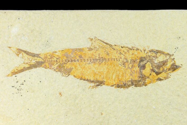 Fossil Fish (Knightia) - Wyoming #144189